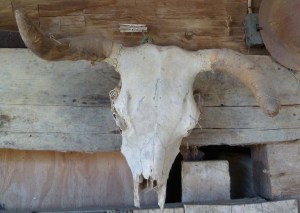 Skull in the barn